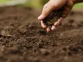 Mano che sparge terra, un passo per capire come rendere acido il terreno per certe piante.