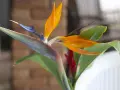 Eine exotische Strelitzie mit leuchtend orangen Blütenblättern und blauem Schnabel. Die **Strelitzie Pflege** ist einfach, wenn sie hell und warm steht.