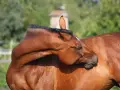 Un cheval brun se gratte le cou avec sa tête, une scène de détente. La crinière noire est visible.