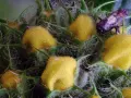 Gros plan d'une plante aux fruits jaunes duveteux et d'un insecte, rendu net grâce au focus stacking.