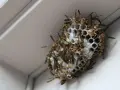 Nido de avispas con muchas obreras activas. Un problema que requiere control avispas para la seguridad.
