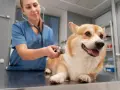 Weterynarz osłuchuje corgi. Czy do weterynarza trzeba się umawiać? Zazwyczaj tak, aby zapewnić pupilowi najlepszą opiekę.
