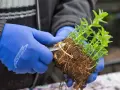 Mit blauen Handschuhen wird eine Minzpflanze geteilt, um sie zu vermehren. Die Wurzeln sind gut entwickelt.