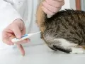 Weterynarz mierzy temperaturę kota.