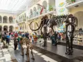 Muzeum Przyrodnicze w Warszawie to świetne miejsce, by dowiedzieć się, co zwiedzić w Warszawie z dziećmi. Szkielety mamutów i dinozaurów robią wrażenie!