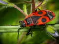 Una cimice rossa, con il suo vivace disegno nero e rosso, si posa su un filo d'erba verde.