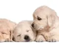 Ile kosztuje golden retriever z hodowli? Poznaj ukryte koszty i różnice