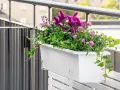 En vit balkonglåda fylld med lila blommor och gröna blad. En slingerkrasse växer vackert över kanten.