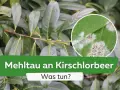 Nahaufnahme von Kirschlorbeerblättern mit Mehltaubefall, einer der häufigsten Kirschlorbeer Krankheiten.
