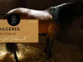 Un cheval dans une stalle, avec un texte sur les ulcères chez le cheval.
