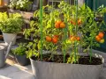 Reife Tomatenpflanzen im Topf, mit roten und schwarzen Früchten, gestützt von grünen Rankgittern.