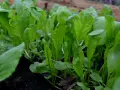 Små, gröna ruccolablad som spirar i mörk jord. Snart redo att odla och skörda för en god sallad.