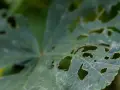 Hoja verde con agujeros, evidencia de antracnosis en plantas.