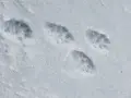 Une empreinte martre dans la neige fraîche, révélant les détails de ses pattes agiles.