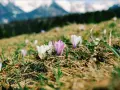 Premières fleurs de montagne, des crocus blancs et violets, éclosent sur une pente herbeuse, avec des sommets enneigés en arrière-plan.