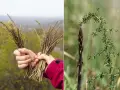 Mani che raccolgono asparagi selvatici, con un primo piano di un germoglio scuro e la sua pianta verde e spinosa.