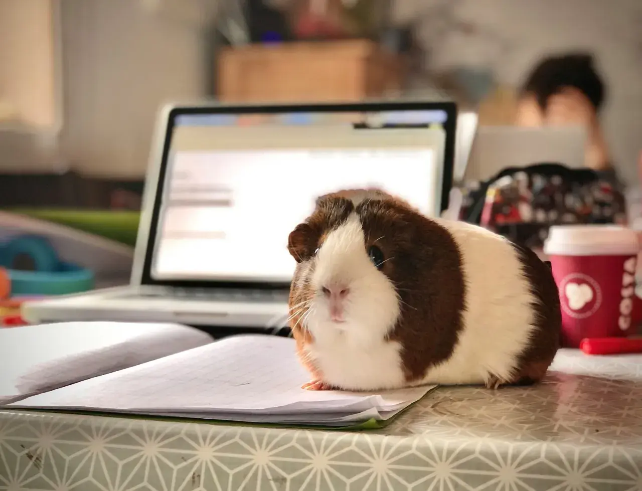 Urocza, domowa świnka morska siedzi na zeszycie obok laptopa, jakby pomagała w nauce.