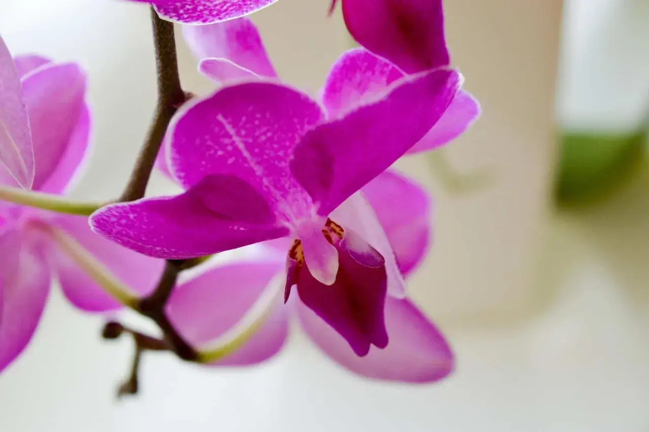 Piękna, fuksjowa orchidea, czyli storczyk, rozwija swoje delikatne płatki.