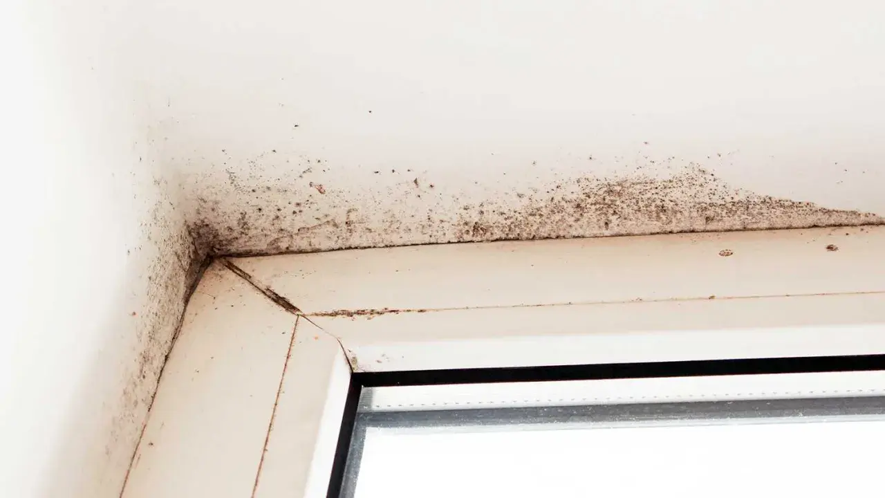 Mörk mögelväxt syns i hörnet av ett fönster, ett tydligt tecken på fuktskada i huset.