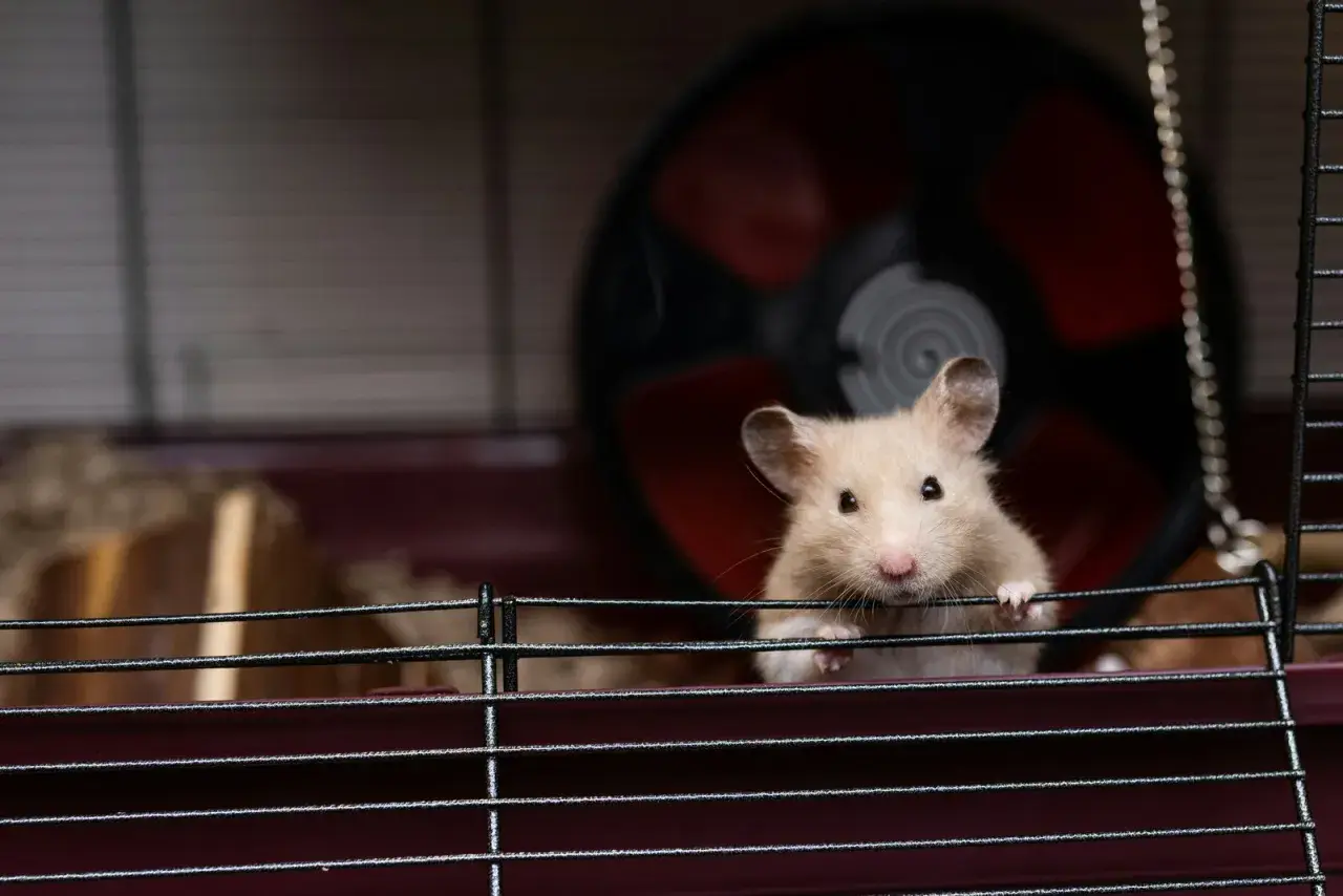 Jasny chomik syryjski o beżowym futerku wygląda zza prętów klatki. W tle kołowrotek.