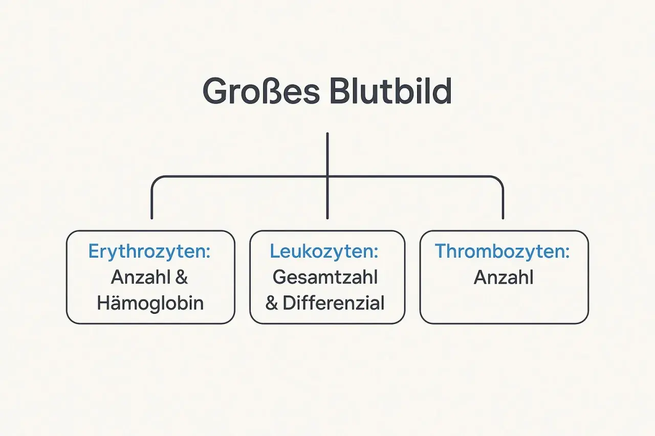 Schemat "Großes Blutbild" z podziałem na erytrocyty, leukocyty i trombocyty.