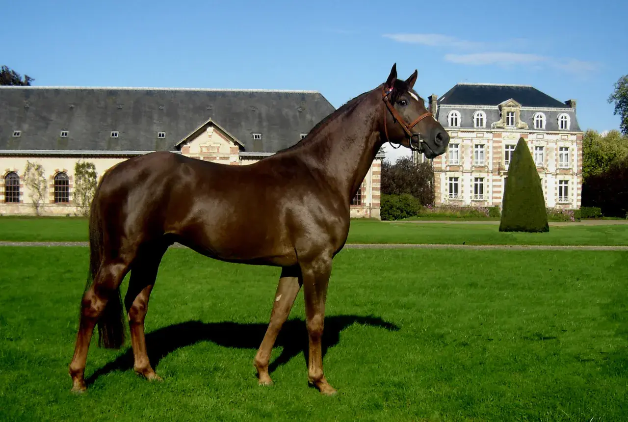Magnifique cheval alezan, fier et élégant, se tient dans un parc verdoyant devant un château.