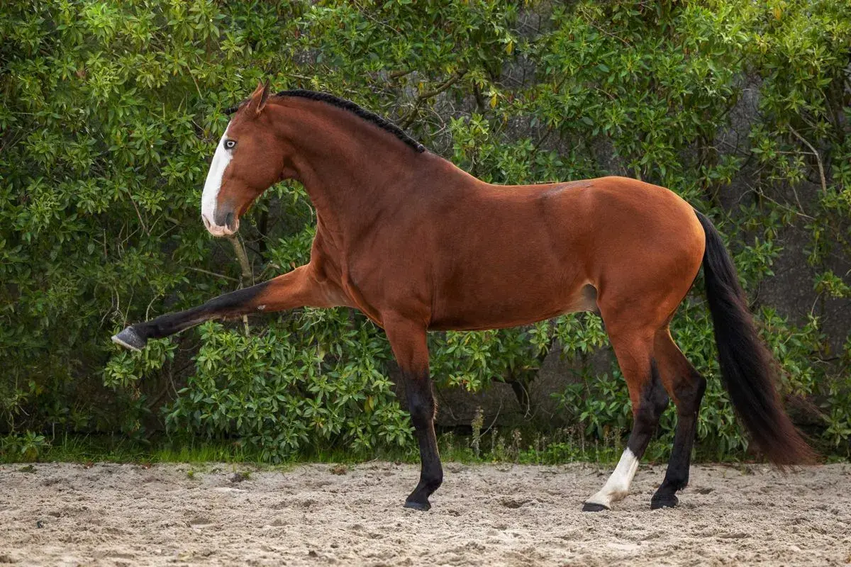 Magnifique cheval bai, la tête haute, une patte avant levée avec grâce.