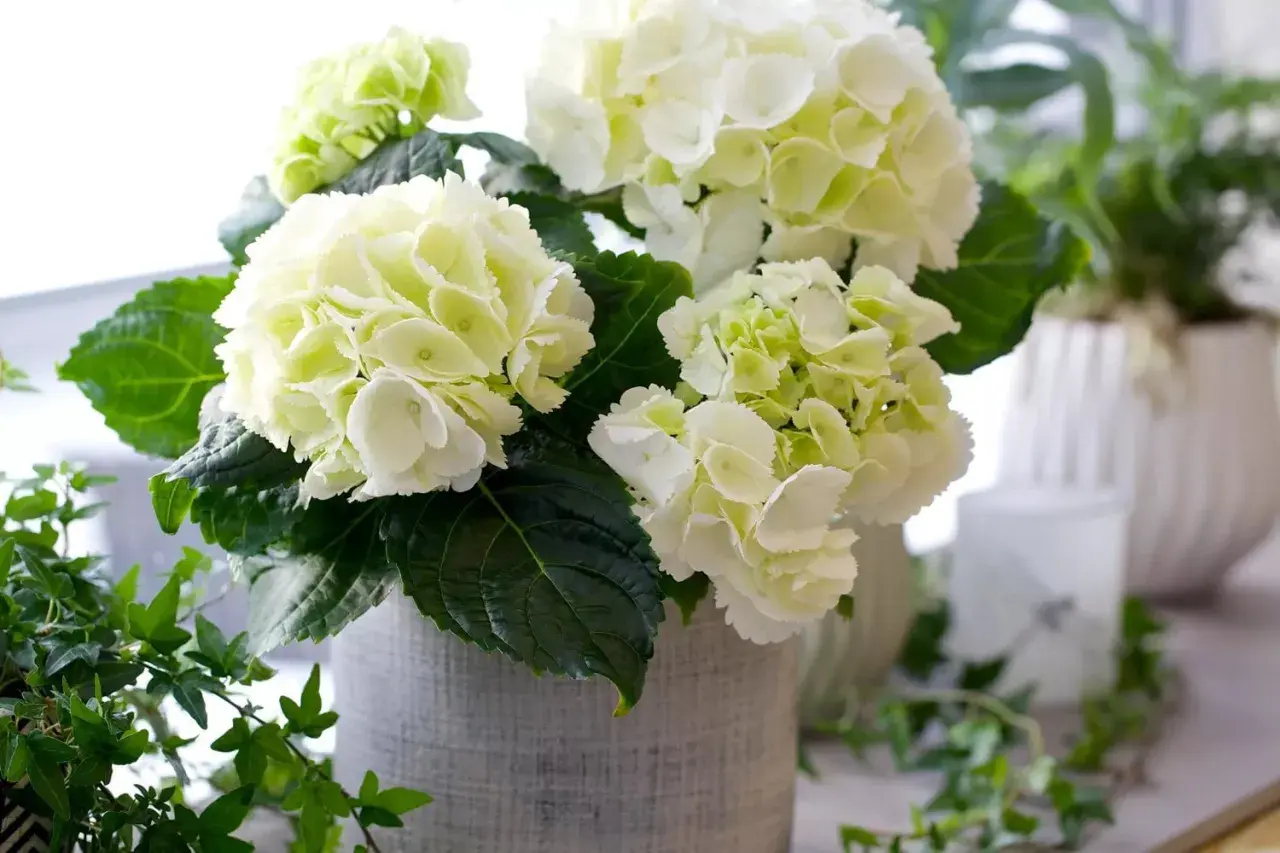 En bukett med vita hortensior i en grå kruka, med gröna blad och en slinga av murgröna. Liknar en primula obconica i sin fluffiga form.