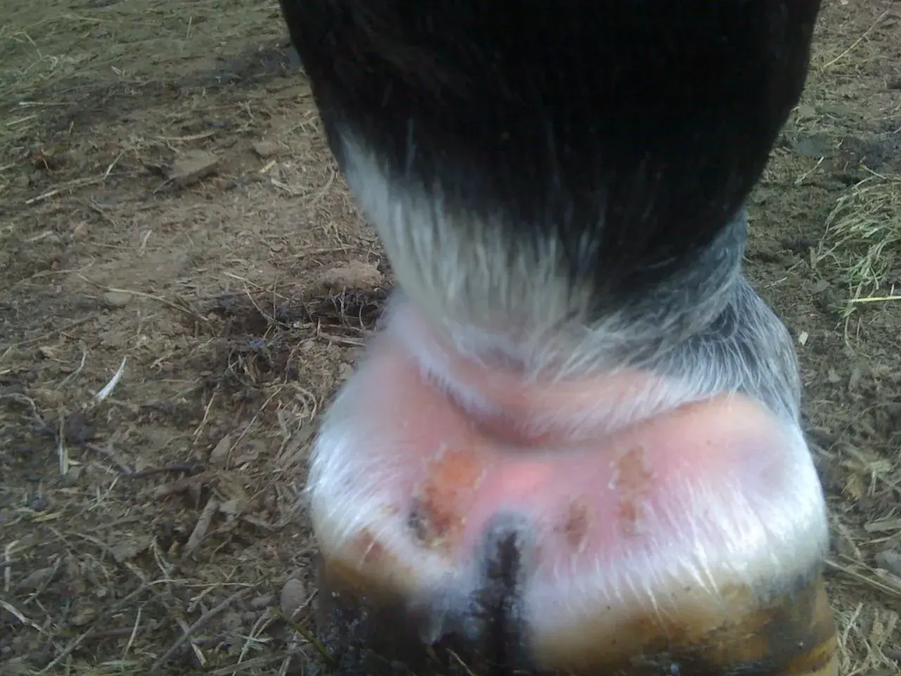 Pied du cheval avec une croute au paturon, montrant une peau irritée et des lésions.