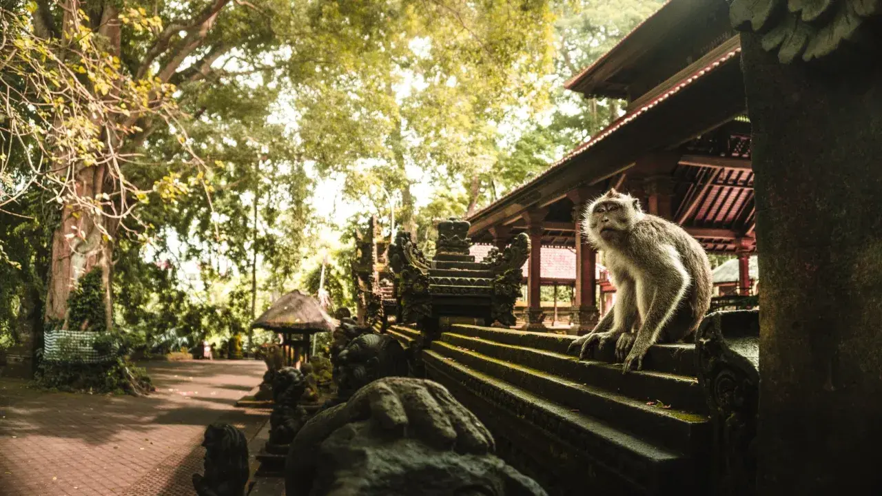 Małpi las w Ubud: małpa siedzi na kamiennych schodach przed świątynią, otoczona bujną zielenią.