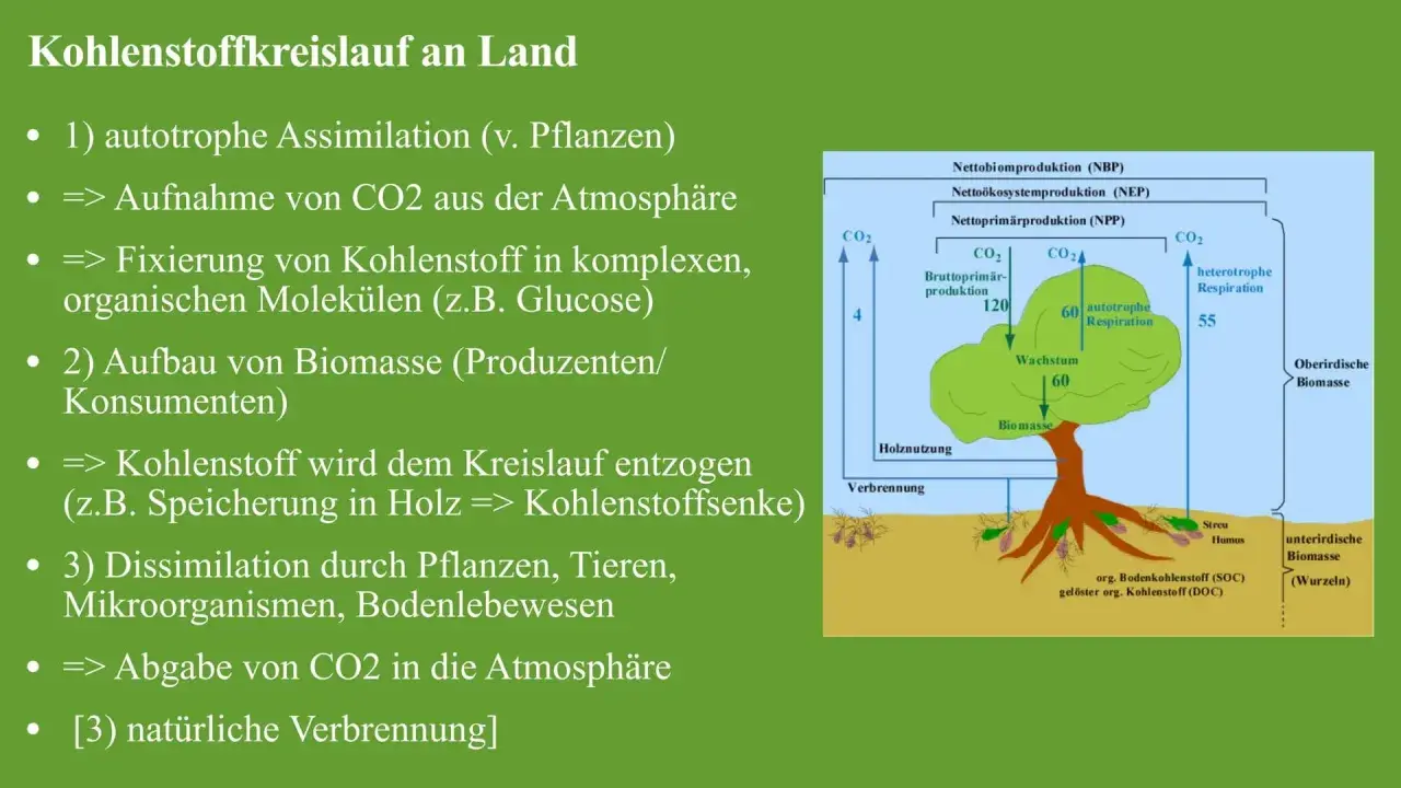 Der Kohlenstoffkreislauf: Pflanzen nehmen CO2 auf, bauen Biomasse auf und geben CO2 wieder ab.