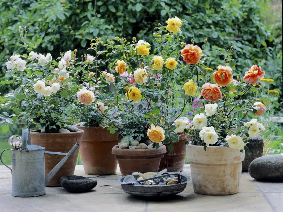 Blühende Rosen im Garten, in verschiedenen Töpfen arrangiert. Zarte Pfirsich-, Gelb- und Cremetöne erfreuen das Auge.
