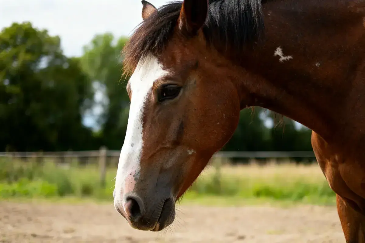 Profil d'un cheval brun avec une large liste blanche sur le nez. Il est dans un pré, le crépuscule approche.