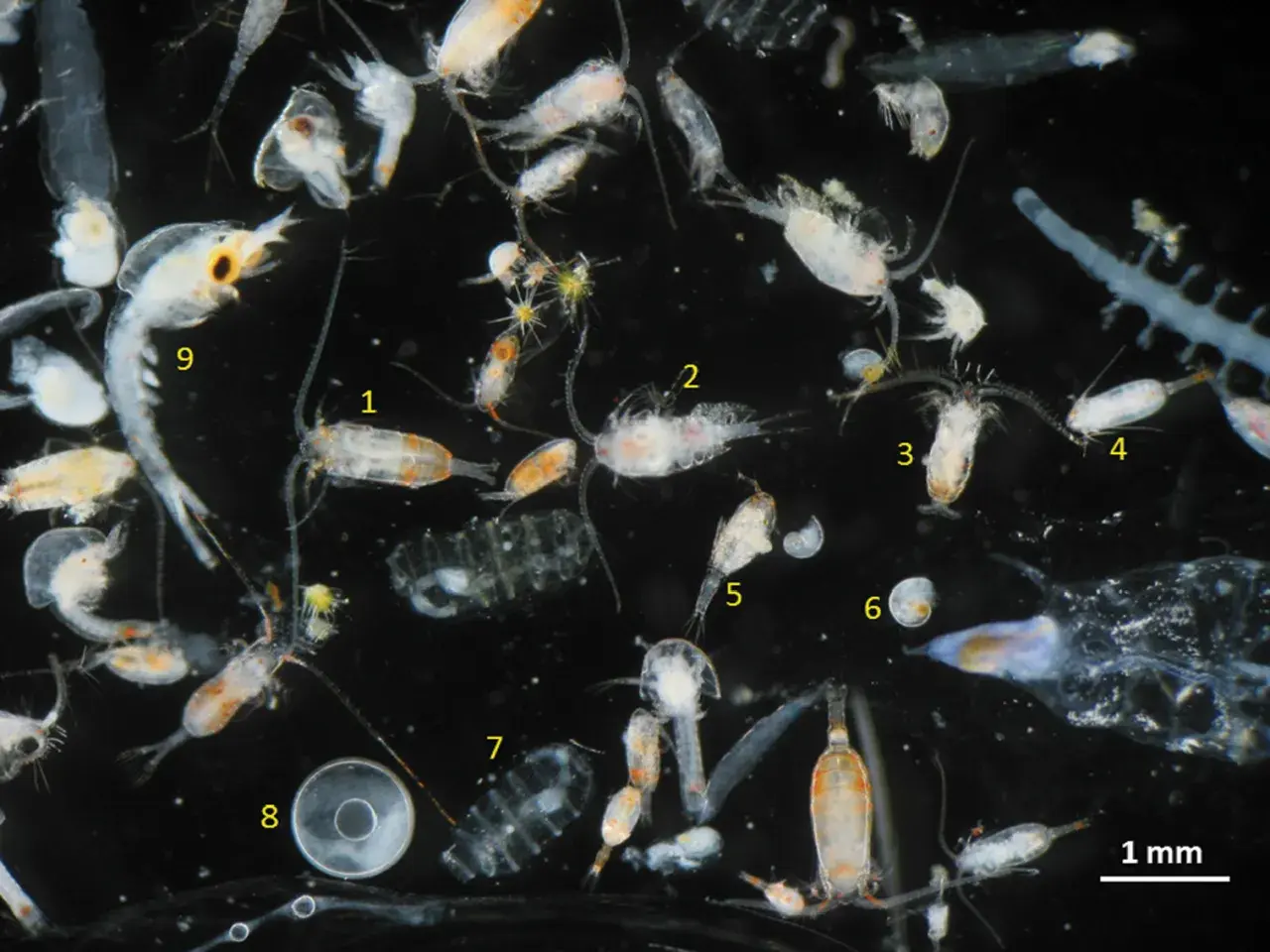 Vielfalt an tierischem Plankton unter dem Mikroskop: Copepoden, Krilllarven und andere winzige Meeresbewohner treiben im Wasser.
