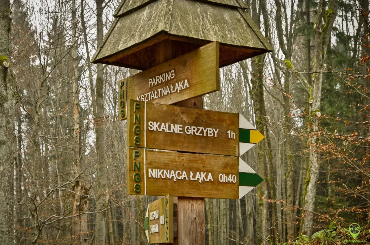 Drewniany drogowskaz w lesie wskazuje trasę do Skalnych Grzybów. Wskazówki prowadzą też na parking i do Niknącej Łąki.