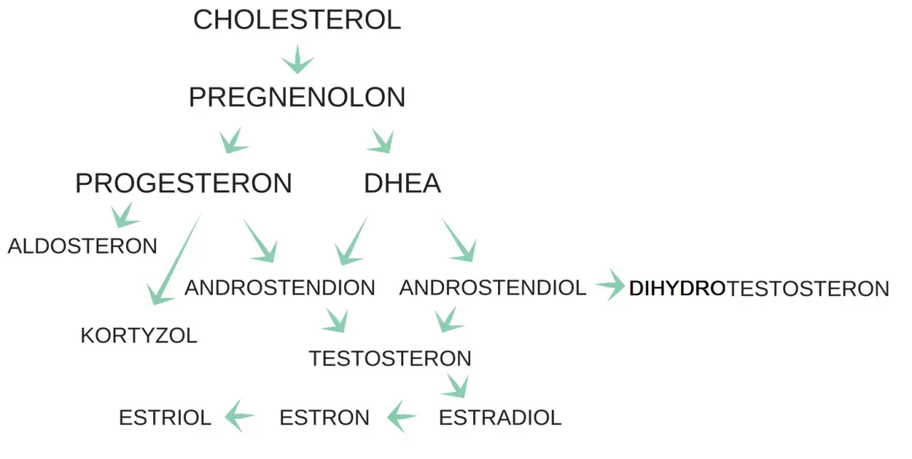 Schemat przedstawia szlaki metaboliczne hormonów steroidowych, od cholesterolu do estrogenów, w tym progesteronu, kluczowego dla cyklu miesiaczkowego.