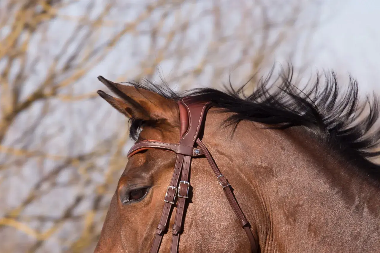 Gros plan sur la tête d'un cheval brun, portant une bride en cuir marron. Sa crinière noire flotte au vent.