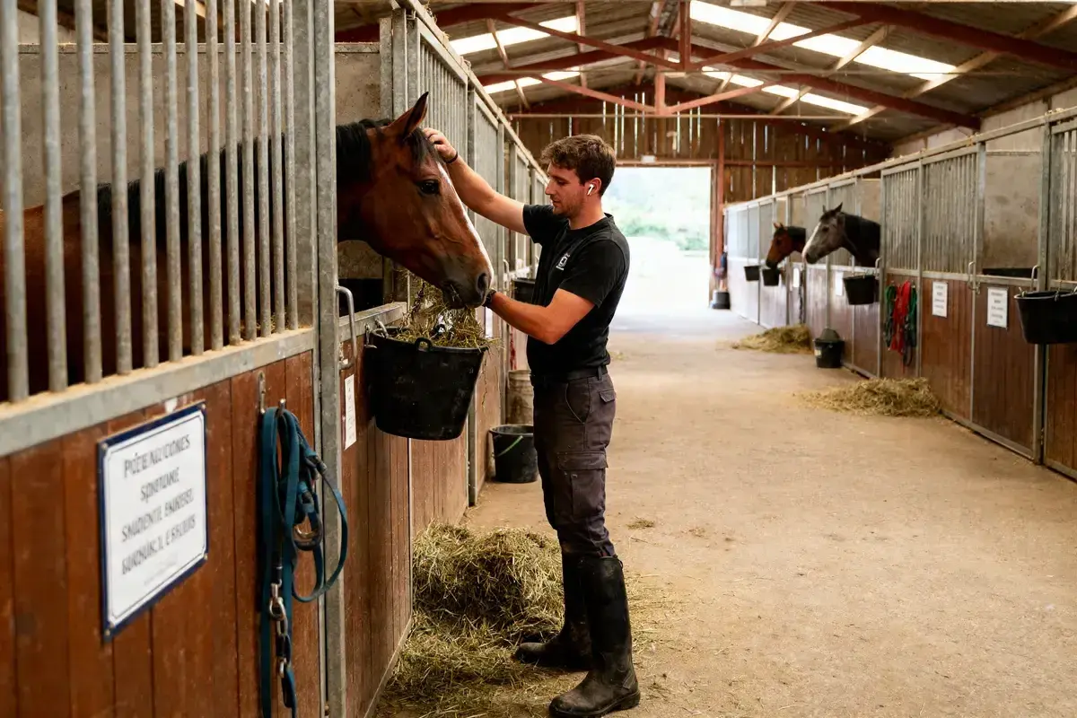 Un palefrenier donne à manger à un cheval dans son box. Le jeune homme, en tenue d'équitation, caresse l'animal tout en remplissant son seau de foin.
