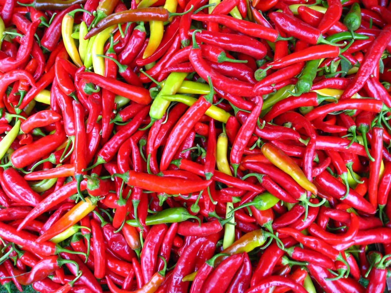 En stor hög med röda, gula och gröna chili. Dessa chili sorter är redo att användas i matlagning.