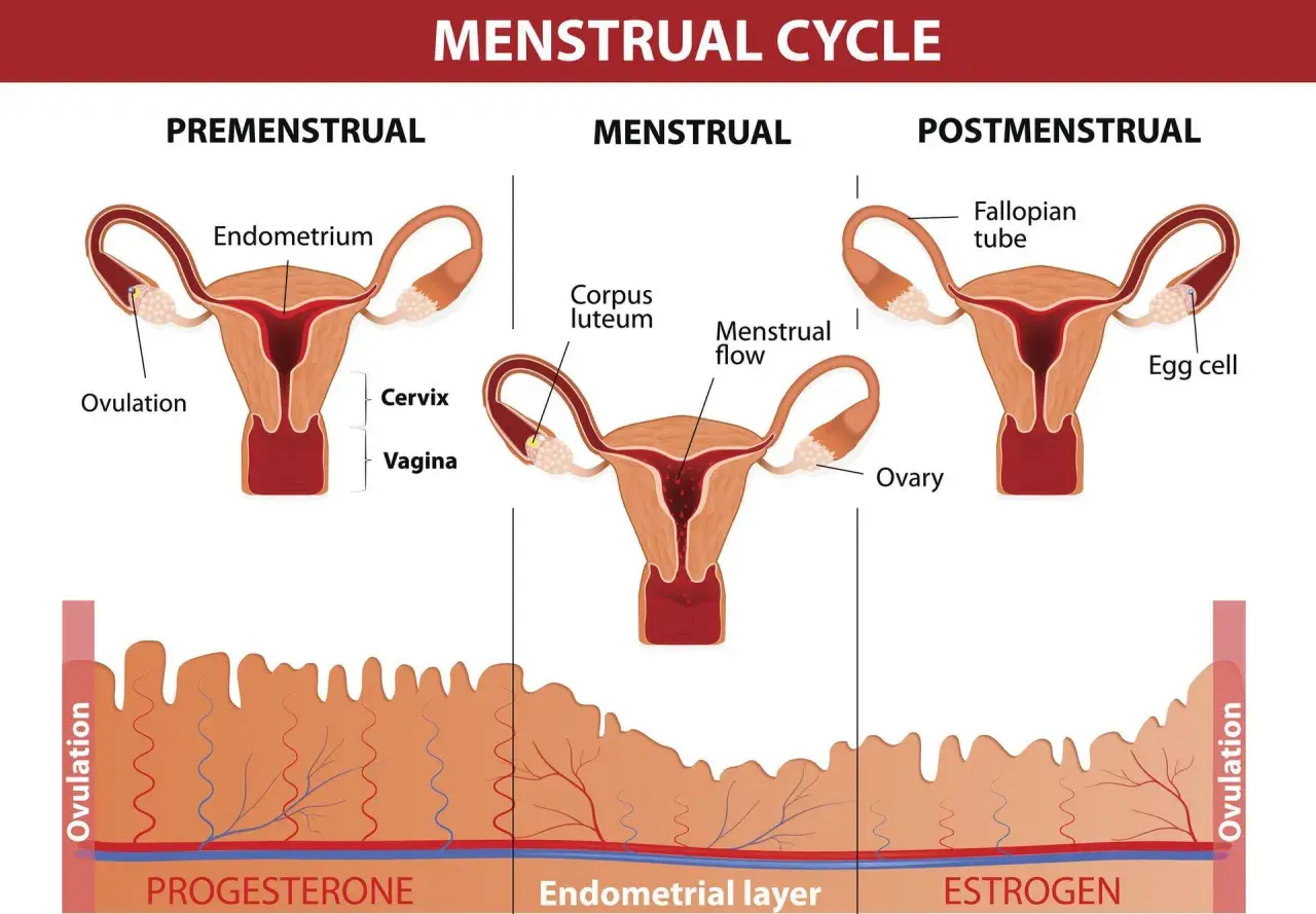 Cykl menstruacyjny: faza lutealna objawy. Pokazuje macicę, jajniki i zmiany w endometrium, związane z hormonami.