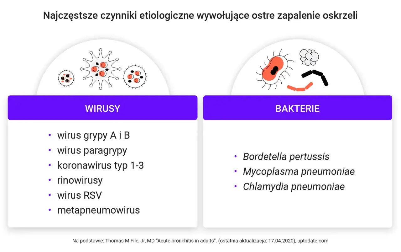 Ostre zapalenie oskrzeli jest zaraźliwe. Lista wirusów (grypa, paragrypa, koronawirus, rinowirus, RSV, metapneumowirus) i bakterii (Bordetella pertussis, Mycoplasma pneumoniae, Chlamydia pneumoniae) wywołujących chorobę.