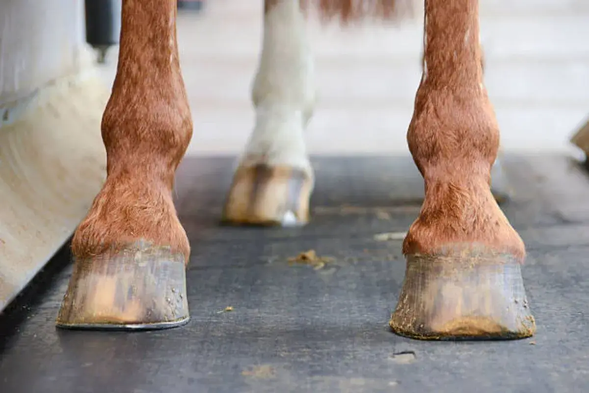 Gros plan sur les sabots ferrés d'un cheval. Le fer protège le sabot de l'usure, répondant à la question : a quoi sert de ferrer un cheval.
