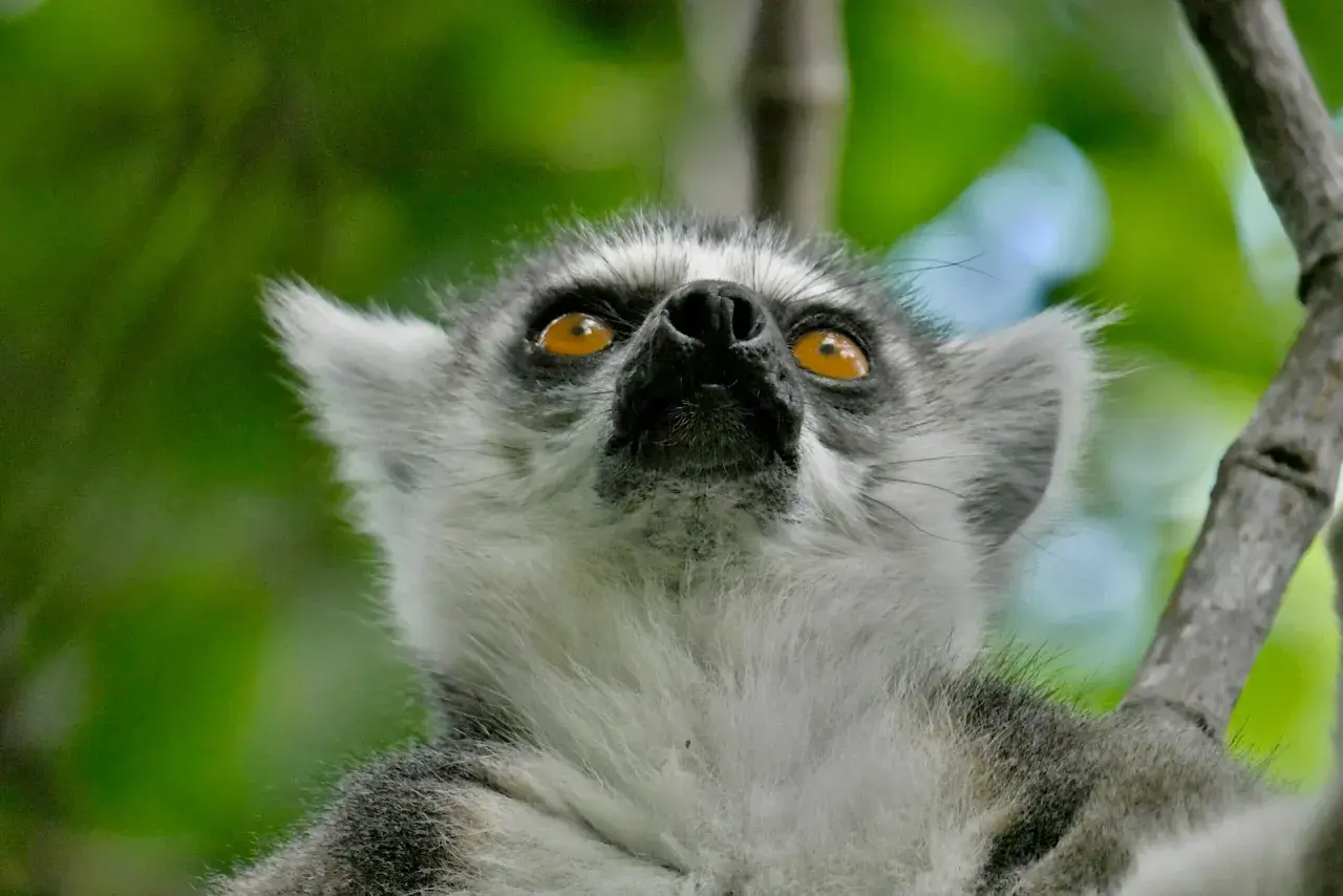 Lemur z Madagaskaru spogląda w górę, jakby szukał czegoś podczas swoich wakacji.