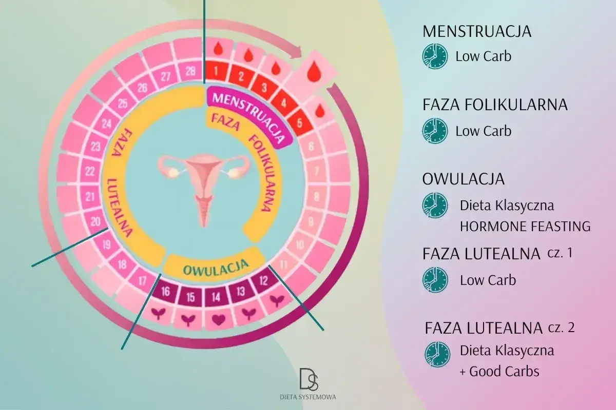 Cykl menstruacyjny: faza folikularna, owulacja i faza lutealna. Schemat cyklu z podziałem na fazy i zalecenia dietetyczne.