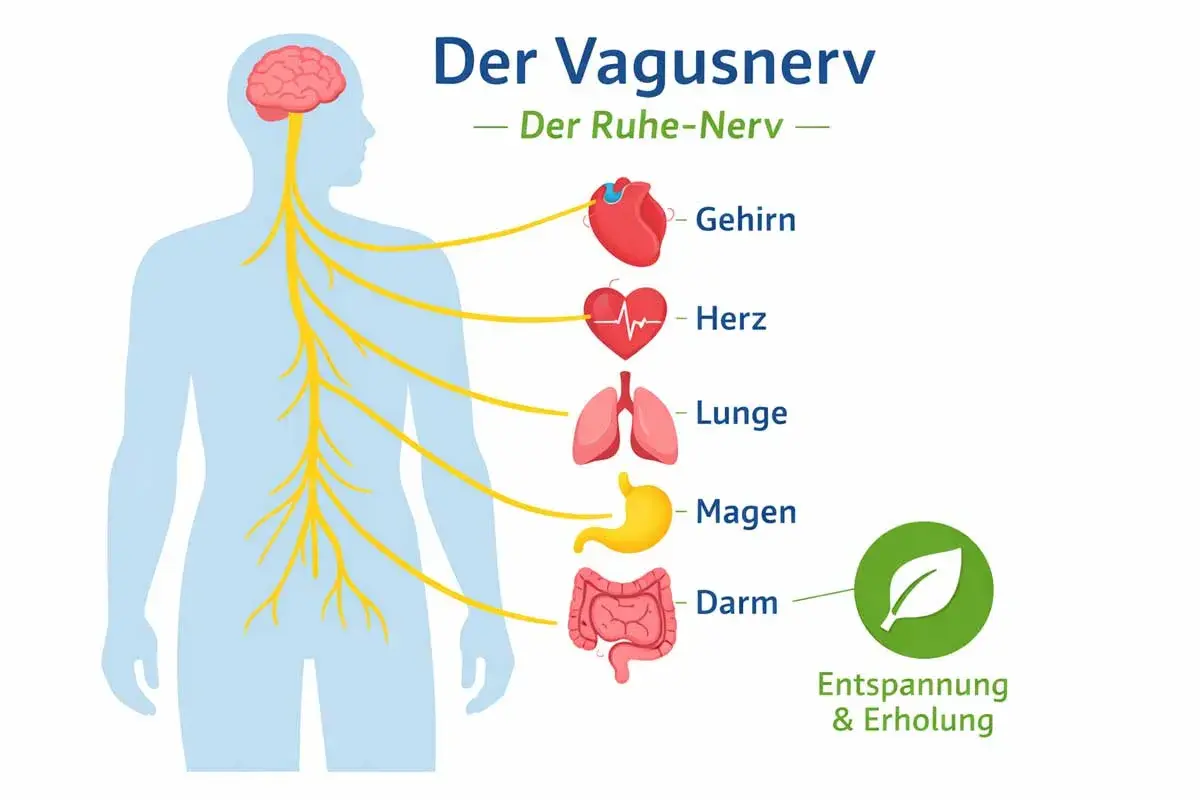Der Vagusnerv, Teil des peripheren Nervensystems, verbindet Gehirn, Herz, Lunge, Magen und Darm für Entspannung.