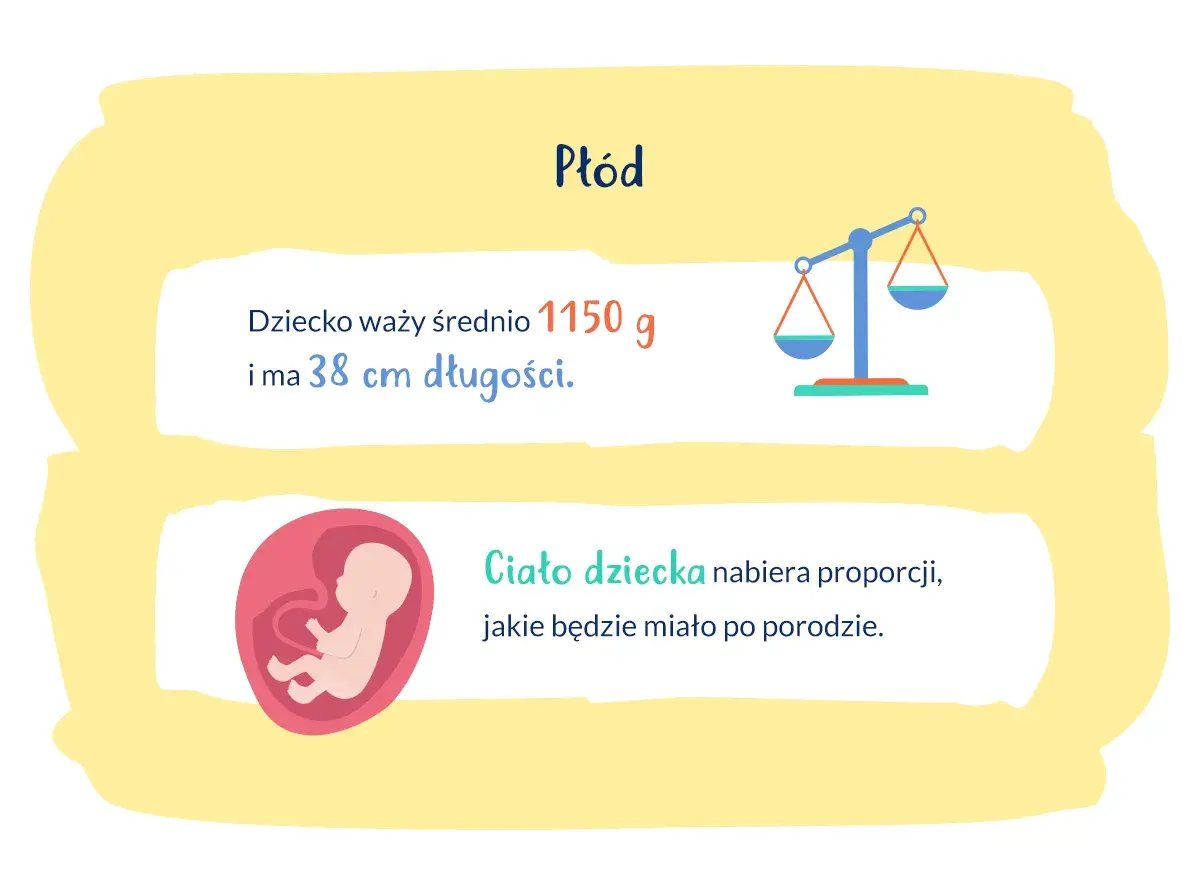 28 tydzień ciąży: płód waży 1150g i ma 38cm. Ciało dziecka nabiera proporcji.