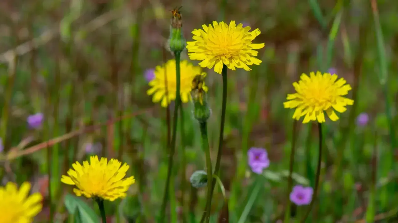 Fleurs jaunes éclatantes, certaines avec des bourgeons, dans un champ verdoyant parsemé de petites fleurs violettes. Attention, certaines de ces fleurs peuvent être une plante toxique pour les chevaux.