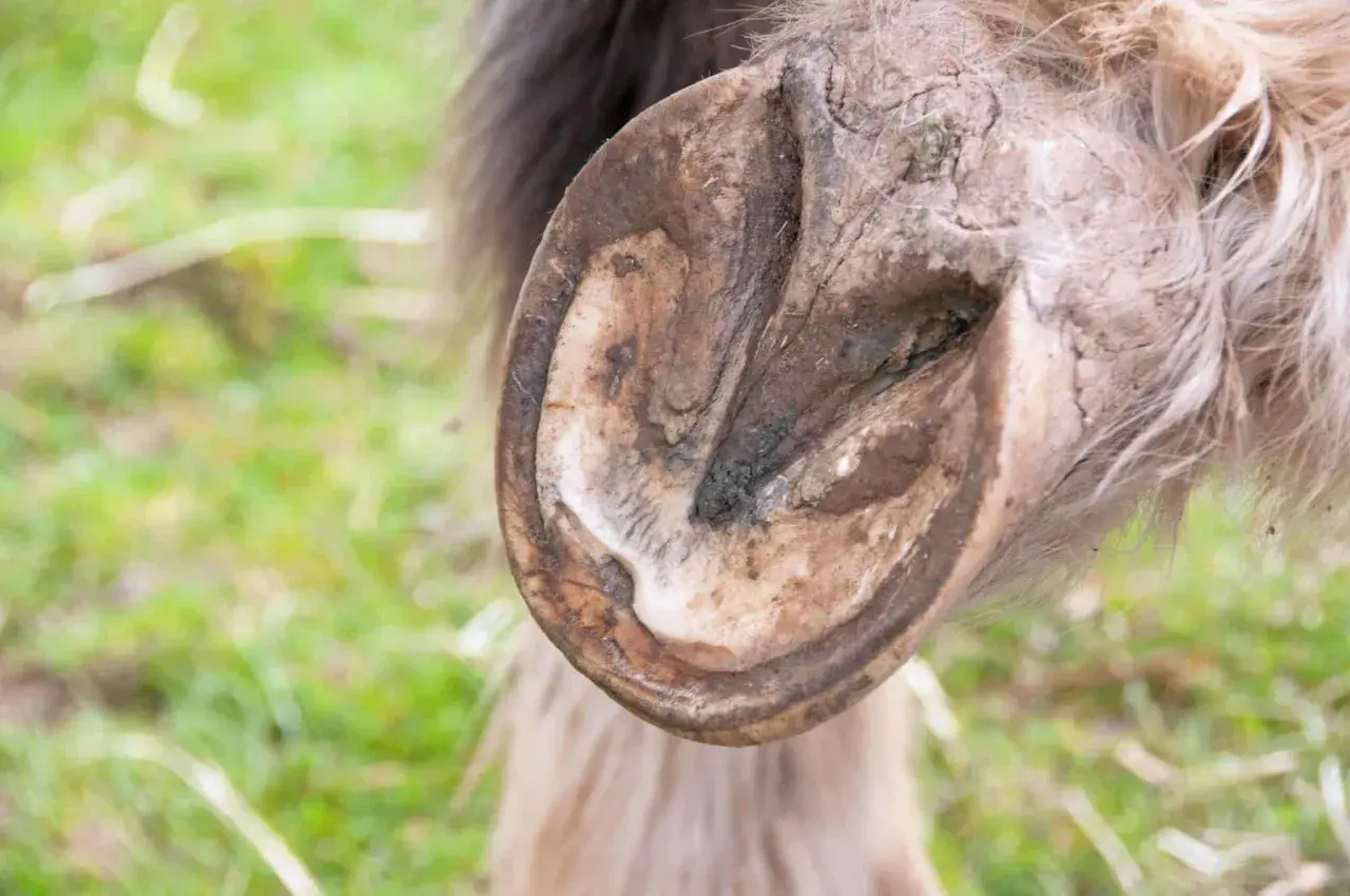 Gros plan sur un pied de cheval, montrant une zone sombre et potentiellement infectée, suggérant un abcès au pied du cheval.