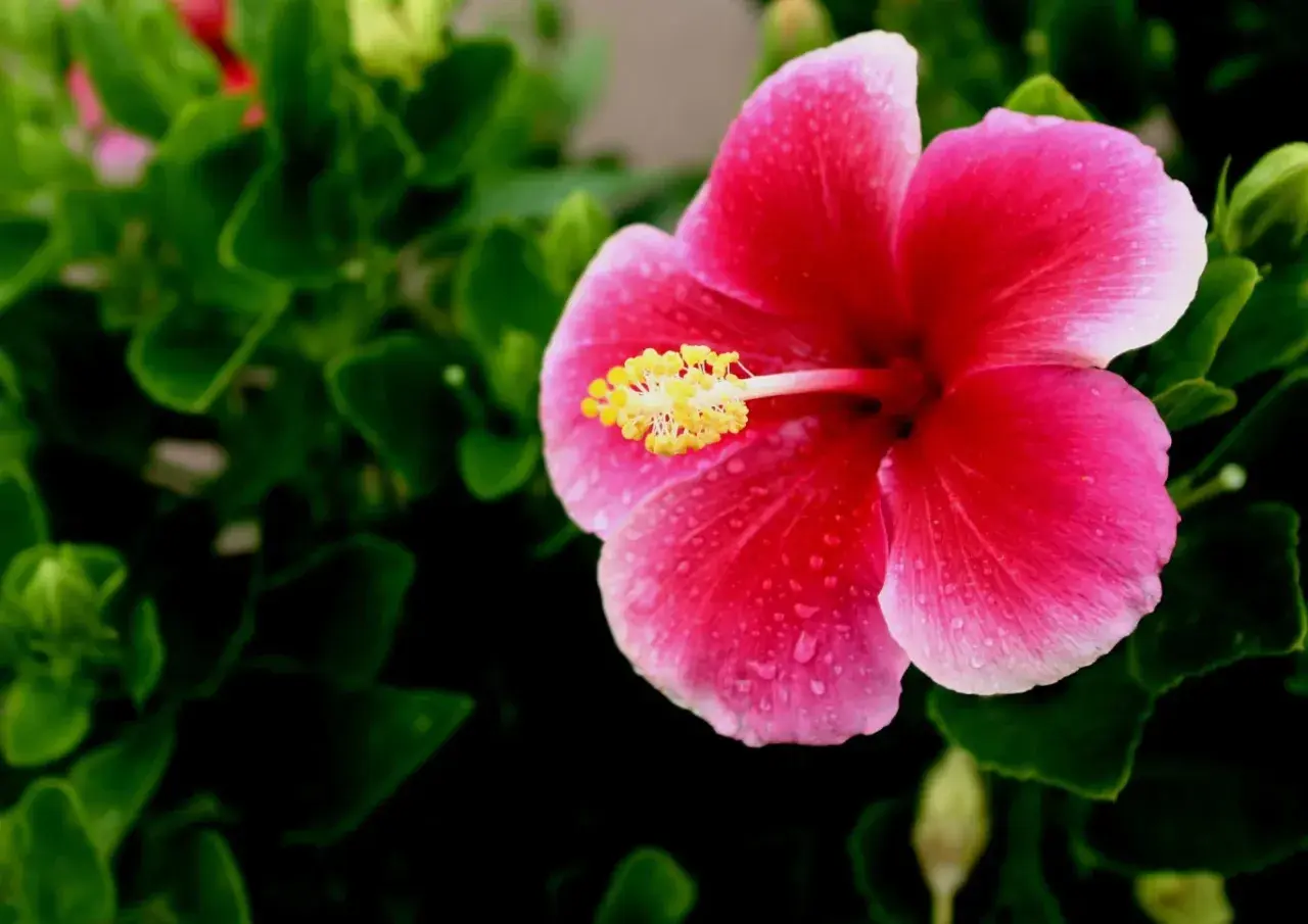 Piękny, różowy hibiskus domowy z żółtym środkiem, ozdobiony kroplami rosy, otoczony zielonymi liśćmi.