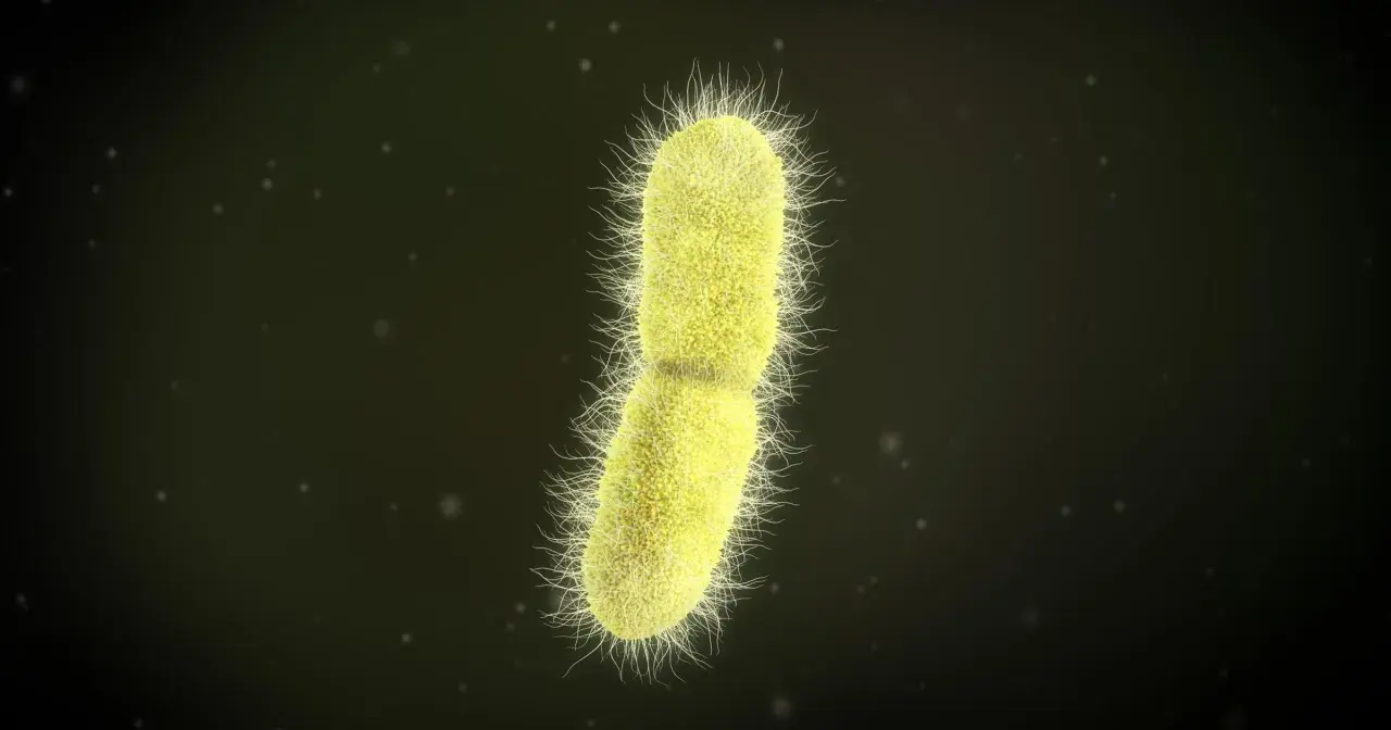 Żółta bakteria z licznymi rzęskami, przypominająca kształtem pałeczkę, to Klebsiella pneumoniae.